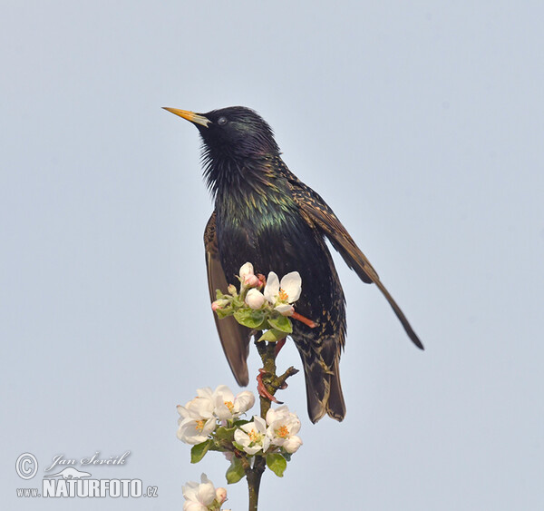 Star (Sturnus vulgaris)