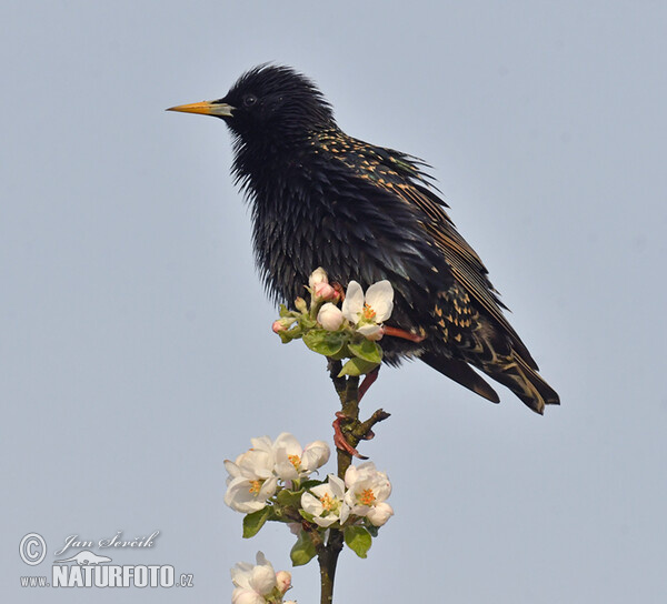 Star (Sturnus vulgaris)