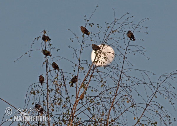 Star (Sturnus vulgaris)