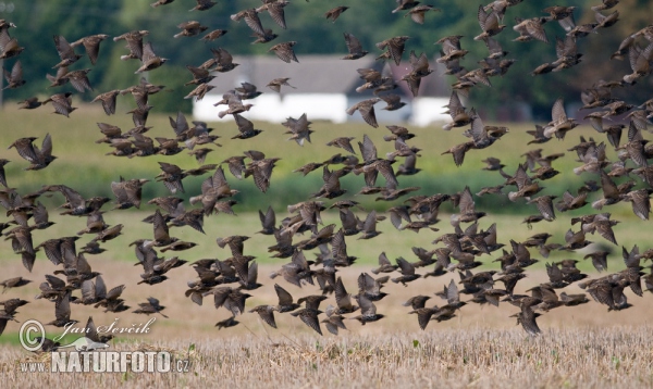 Star (Sturnus vulgaris)