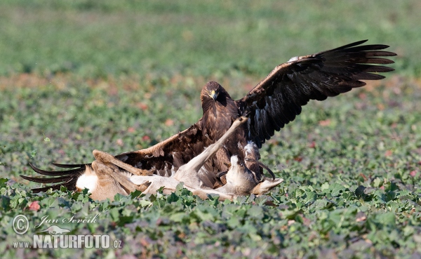 Steinadler (Aquila chrysaetos)