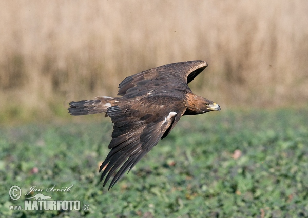 Steinadler (Aquila chrysaetos)