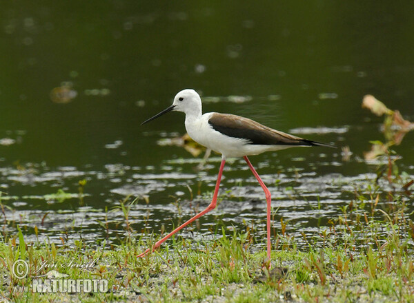 Stelzenläufer (Himantopus himantopus)