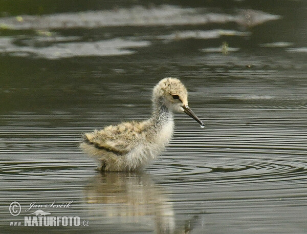 Stelzenläufer (Himantopus himantopus)