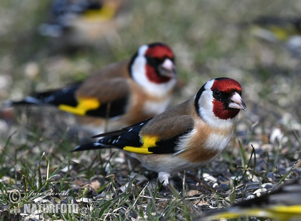 Stieglitz (Carduelis carduelis)