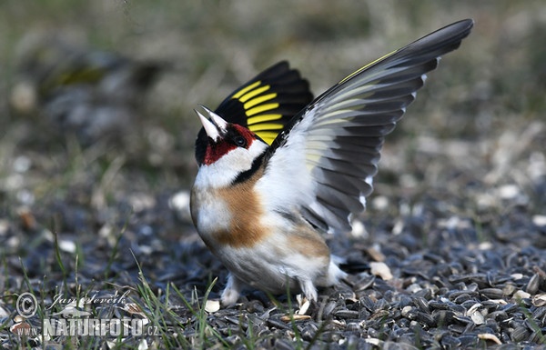 Stieglitz (Carduelis carduelis)