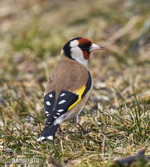 Stieglitz (Carduelis carduelis)