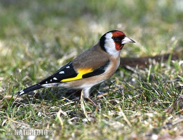 Stieglitz (Carduelis carduelis)