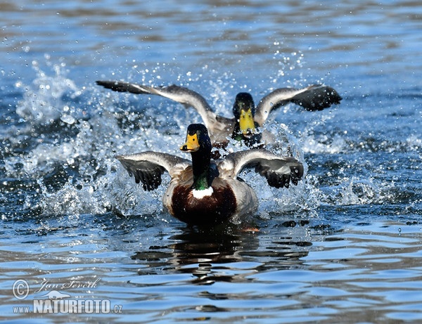 Stockente (Anas platyrhynchos)