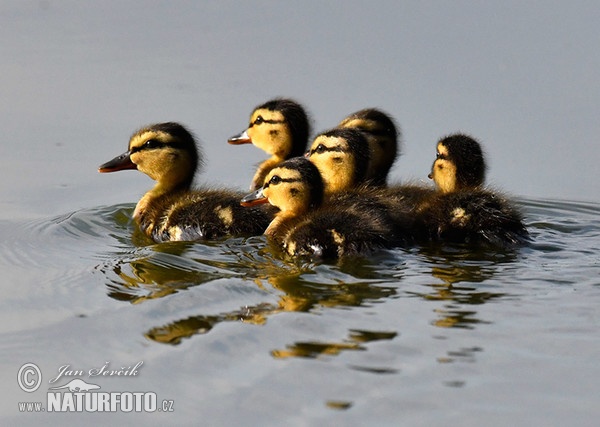 Stockente (Anas platyrhynchos)