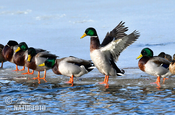 Stockente (Anas platyrhynchos)