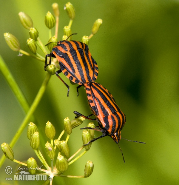 Streifenwanze (Graphosoma lineatum)