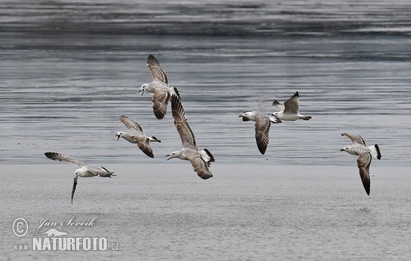 Sturmmöwe (Larus canus)