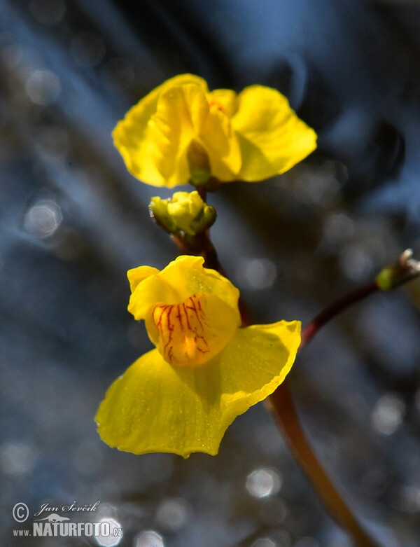 Sudlicher Wasserschlauch (Utricularia australis)