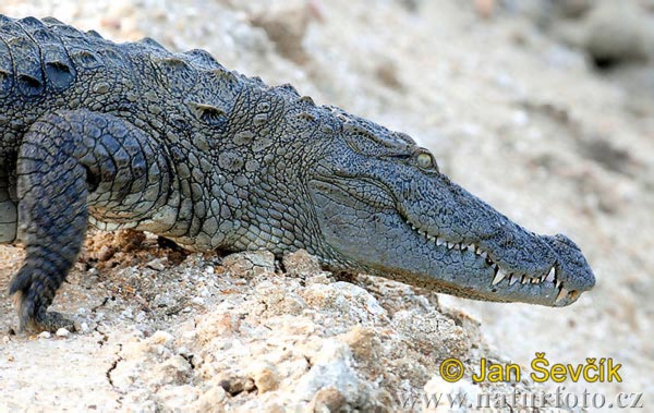 Sumpfkrokodil (Crocodylus palustris)