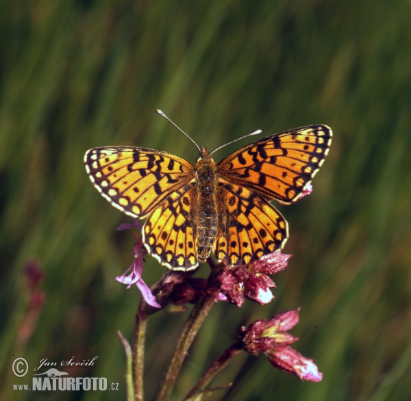 Sumpfwiesen-Perlmutterfalter (Boloria selene)