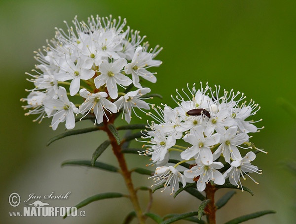 Sumporst (Ledum palustre)