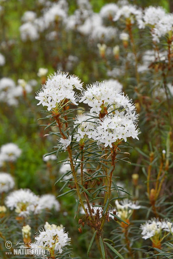 Sumporst (Ledum palustre)