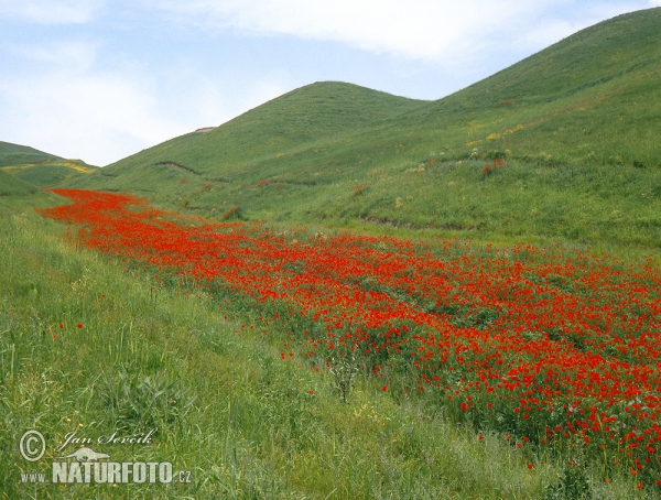 Tadschikistan (TAD)