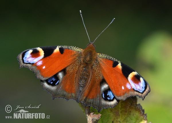 Tagpfauenauge (Inachis io)