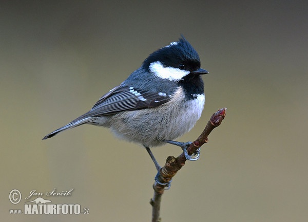 Tannenmeise (Periparus ater)