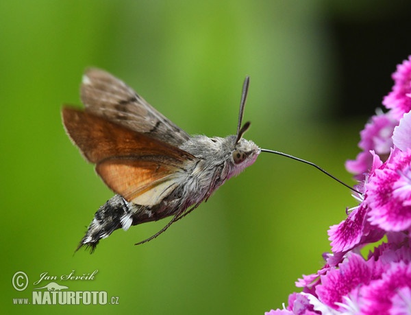 Taubenschwänzchen (Macroglossum stellatarum)