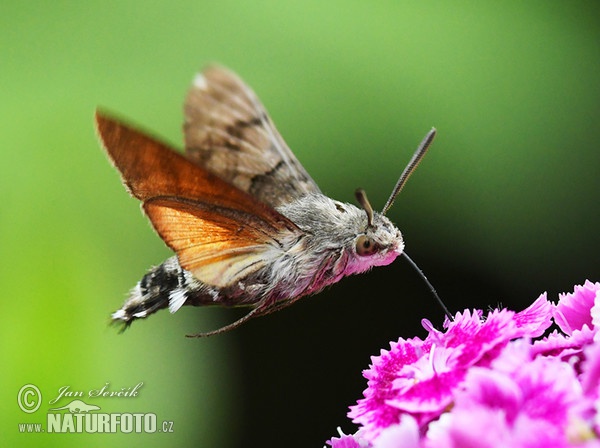 Taubenschwänzchen (Macroglossum stellatarum)