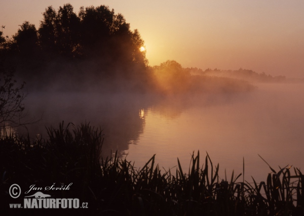 Teich Horusický (Tre)