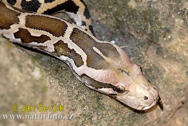 Tigerpython (Python molurus)