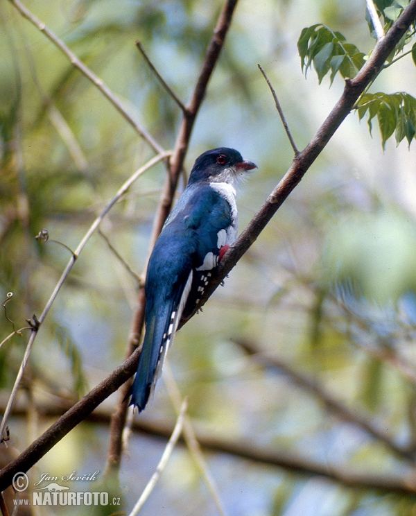 Tocoloro (Priotelus temnurus)