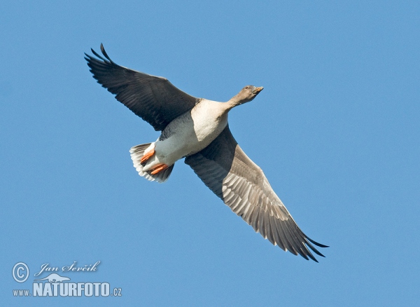 Tundrasaatgans (Anser serrirostris)