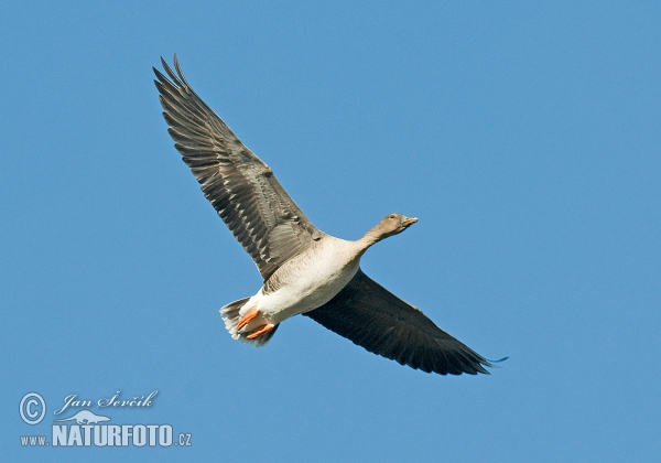 Tundrasaatgans (Anser serrirostris)