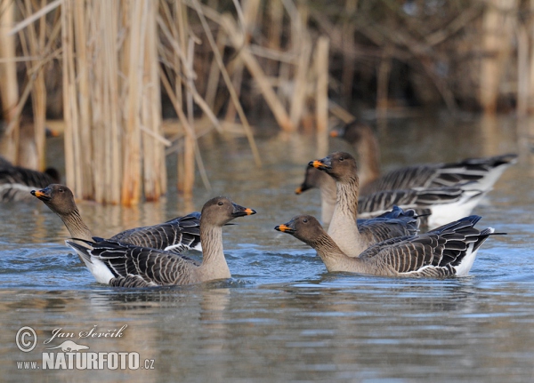 Tundrasaatgans (Anser serrirostris)