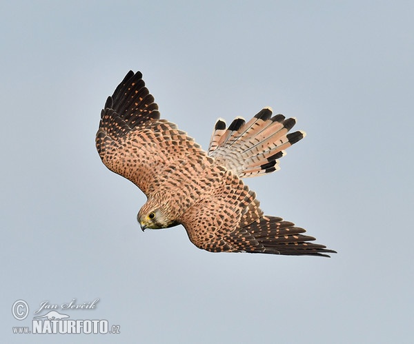 Turmfalke (Falco tinnunculus)