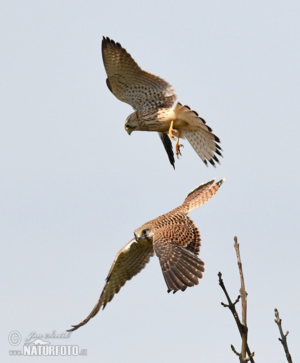 Turmfalke (Falco tinnunculus)