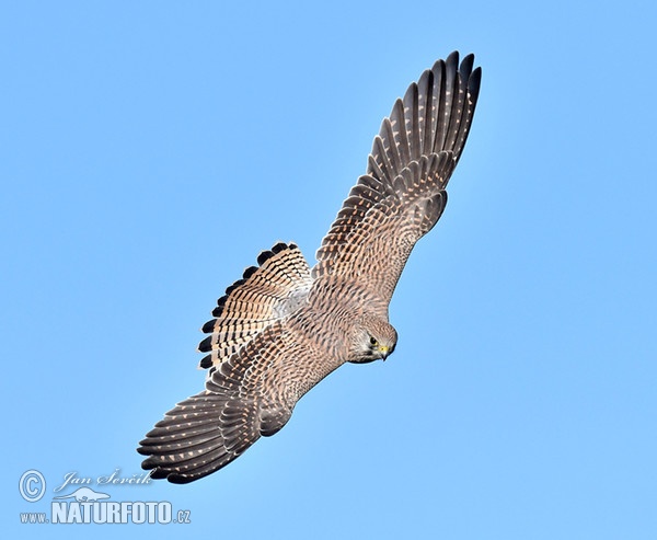 Turmfalke (Falco tinnunculus)