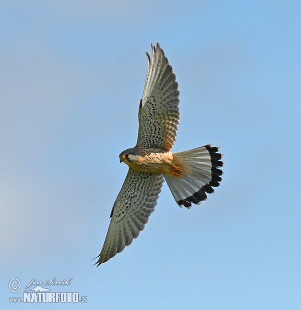 Turmfalke (Falco tinnunculus)