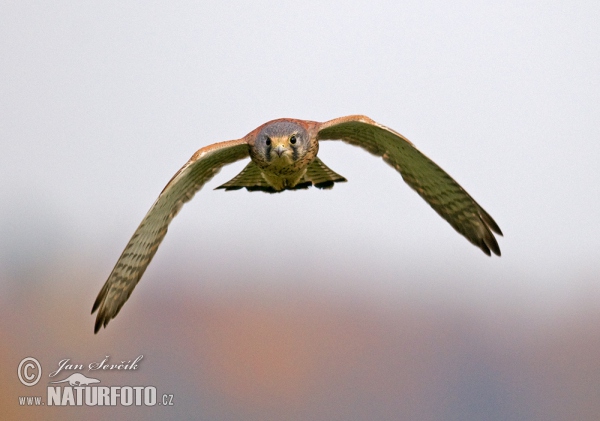 Turmfalke (Falco tinnunculus)