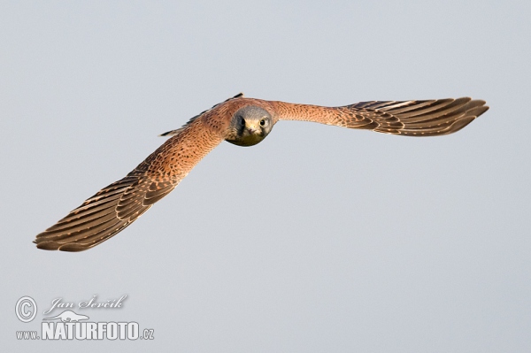 Turmfalke (Falco tinnunculus)