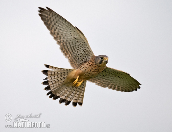 Turmfalke (Falco tinnunculus)