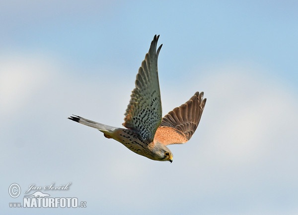 Turmfalke (Falco tinnunculus)