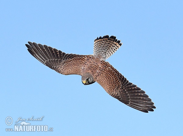 Turmfalke (Falco tinnunculus)