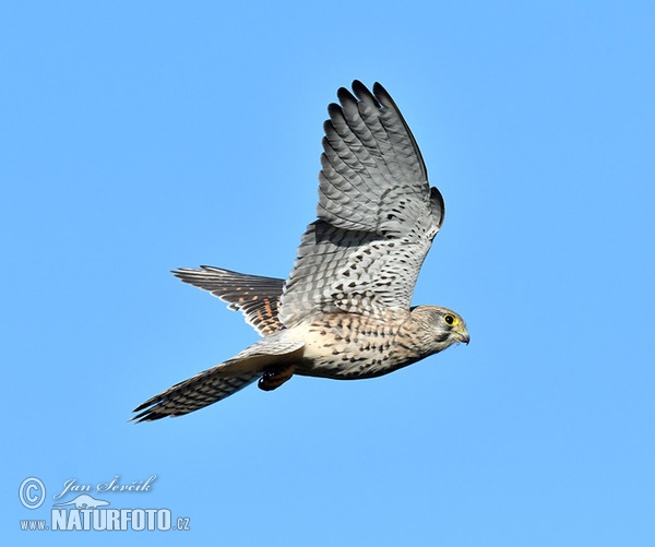 Turmfalke (Falco tinnunculus)