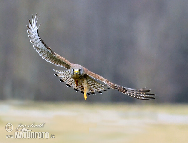 Turmfalke (Falco tinnunculus)