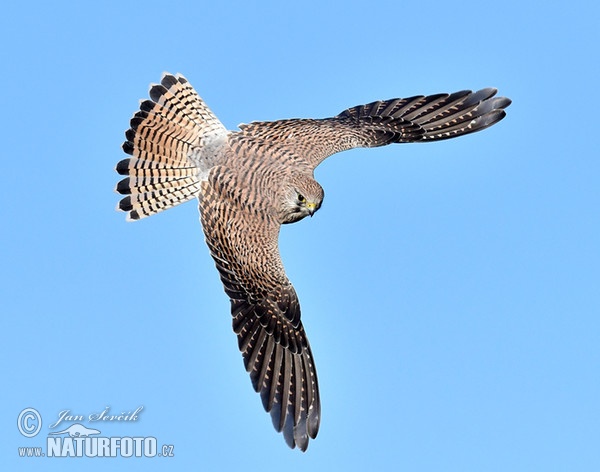 Turmfalke (Falco tinnunculus)