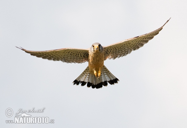 Turmfalke (Falco tinnunculus)