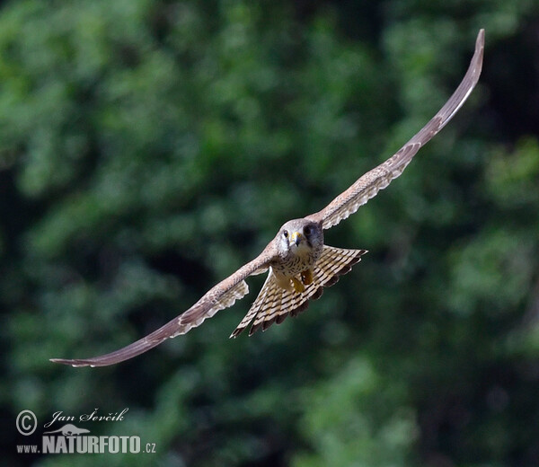 Turmfalke (Falco tinnunculus)