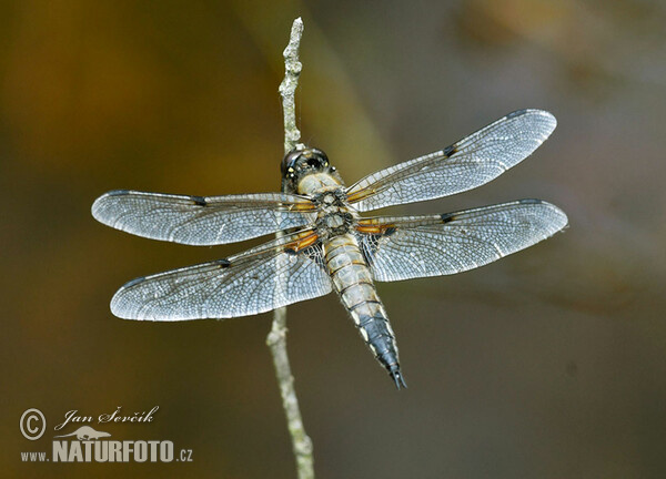 Vierfleck (Libellula quadrimaculata)