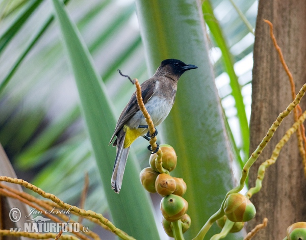 Vogel (Pycnonotus barbatus)