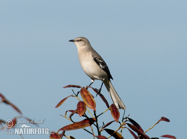 Vogel (Mimus polyglottos)